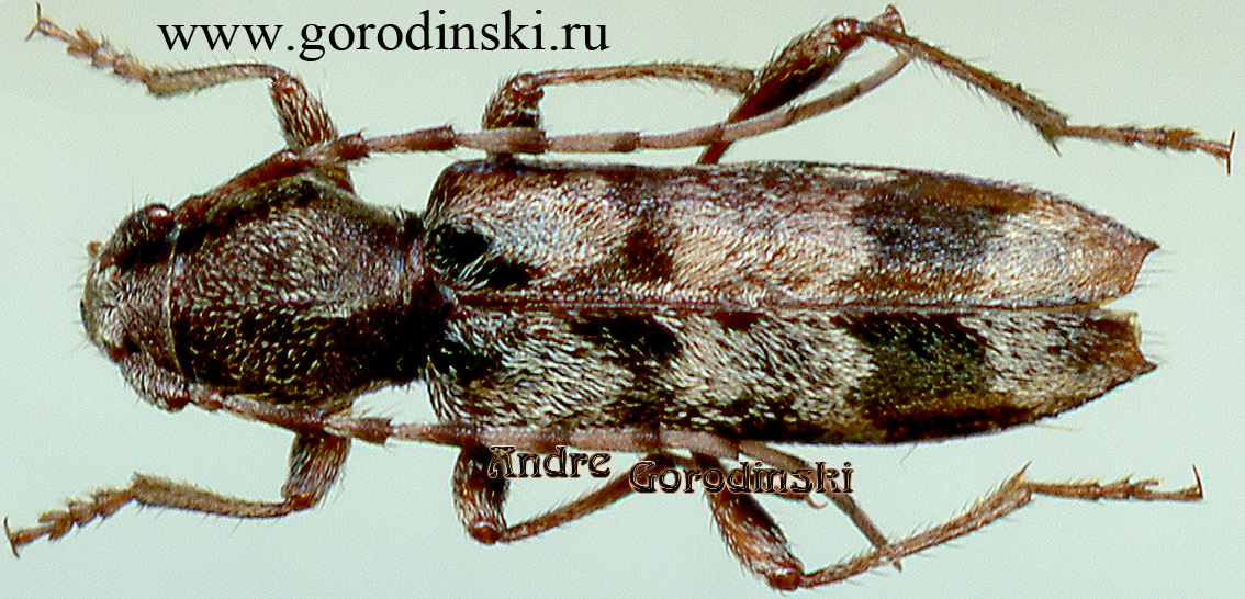 http://www.gorodinski.ru/cerambyx/Anaglyptus bicallosus.jpg